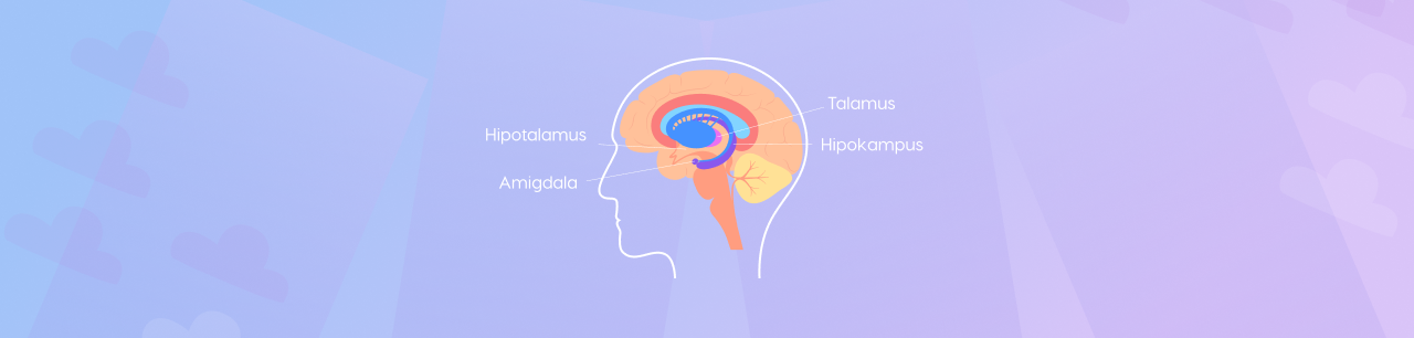 drawing of limbic system regions: thalamus, hippocampus, amygdala, hypothalamus